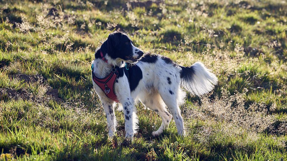 School dogs